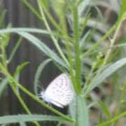 ヒメ日記 2025/08/13 08:02 投稿 佐々岡雪菜 五十路マダムエクスプレス横浜店（カサブランカグループ）