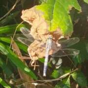 ヒメ日記 2025/08/16 08:52 投稿 佐々岡雪菜 五十路マダムエクスプレス横浜店（カサブランカグループ）