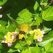 ヒメ日記 2025/08/17 10:20 投稿 佐々岡雪菜 五十路マダムエクスプレス横浜店（カサブランカグループ）