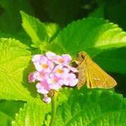 ヒメ日記 2025/08/18 08:04 投稿 佐々岡雪菜 五十路マダムエクスプレス横浜店（カサブランカグループ）
