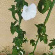 ヒメ日記 2025/08/20 07:38 投稿 佐々岡雪菜 五十路マダムエクスプレス横浜店（カサブランカグループ）