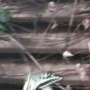 ヒメ日記 2025/08/21 12:50 投稿 佐々岡雪菜 五十路マダムエクスプレス横浜店（カサブランカグループ）