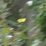 ヒメ日記 2025/08/23 09:52 投稿 佐々岡雪菜 五十路マダムエクスプレス横浜店（カサブランカグループ）