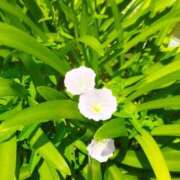 ヒメ日記 2025/08/25 10:14 投稿 佐々岡雪菜 五十路マダムエクスプレス横浜店（カサブランカグループ）