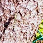 ヒメ日記 2025/08/28 17:10 投稿 佐々岡雪菜 五十路マダムエクスプレス横浜店（カサブランカグループ）