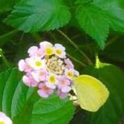 ヒメ日記 2025/08/30 07:52 投稿 佐々岡雪菜 五十路マダムエクスプレス横浜店（カサブランカグループ）