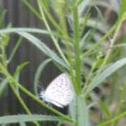 ヒメ日記 2025/08/31 10:40 投稿 佐々岡雪菜 五十路マダムエクスプレス横浜店（カサブランカグループ）