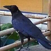 ヒメ日記 2025/09/01 21:28 投稿 佐々岡雪菜 五十路マダムエクスプレス横浜店（カサブランカグループ）