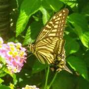 ヒメ日記 2025/09/04 11:02 投稿 佐々岡雪菜 五十路マダムエクスプレス横浜店（カサブランカグループ）