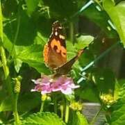 ヒメ日記 2025/09/06 07:50 投稿 佐々岡雪菜 五十路マダムエクスプレス横浜店（カサブランカグループ）