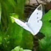 ヒメ日記 2025/09/08 17:12 投稿 佐々岡雪菜 五十路マダムエクスプレス横浜店（カサブランカグループ）