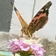 ヒメ日記 2025/09/10 08:30 投稿 佐々岡雪菜 五十路マダムエクスプレス横浜店（カサブランカグループ）