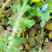 ヒメ日記 2025/09/14 08:00 投稿 佐々岡雪菜 五十路マダムエクスプレス横浜店（カサブランカグループ）