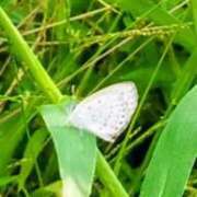 ヒメ日記 2025/09/15 07:38 投稿 佐々岡雪菜 五十路マダムエクスプレス横浜店（カサブランカグループ）