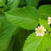 ヒメ日記 2025/09/17 09:44 投稿 佐々岡雪菜 五十路マダムエクスプレス横浜店（カサブランカグループ）