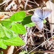 ヒメ日記 2025/09/18 09:28 投稿 佐々岡雪菜 五十路マダムエクスプレス横浜店（カサブランカグループ）