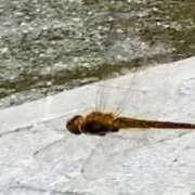 ヒメ日記 2025/09/19 15:40 投稿 佐々岡雪菜 五十路マダムエクスプレス横浜店（カサブランカグループ）