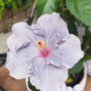 ヒメ日記 2025/09/20 12:32 投稿 佐々岡雪菜 五十路マダムエクスプレス横浜店（カサブランカグループ）