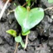 ヒメ日記 2025/09/22 20:50 投稿 佐々岡雪菜 五十路マダムエクスプレス横浜店（カサブランカグループ）