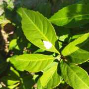 ヒメ日記 2025/09/25 12:10 投稿 佐々岡雪菜 五十路マダムエクスプレス横浜店（カサブランカグループ）