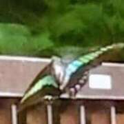 ヒメ日記 2025/09/26 10:36 投稿 佐々岡雪菜 五十路マダムエクスプレス横浜店（カサブランカグループ）