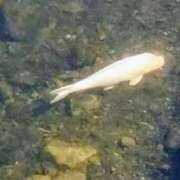 ヒメ日記 2025/09/26 19:18 投稿 佐々岡雪菜 五十路マダムエクスプレス横浜店（カサブランカグループ）