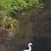 ヒメ日記 2025/09/29 07:58 投稿 佐々岡雪菜 五十路マダムエクスプレス横浜店（カサブランカグループ）