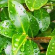 ヒメ日記 2025/10/01 21:50 投稿 佐々岡雪菜 五十路マダムエクスプレス横浜店（カサブランカグループ）