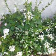 ヒメ日記 2025/10/03 19:14 投稿 佐々岡雪菜 五十路マダムエクスプレス横浜店（カサブランカグループ）