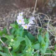 ヒメ日記 2025/10/04 10:40 投稿 佐々岡雪菜 五十路マダムエクスプレス横浜店（カサブランカグループ）