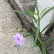 ヒメ日記 2025/10/07 07:22 投稿 佐々岡雪菜 五十路マダムエクスプレス横浜店（カサブランカグループ）