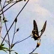 ヒメ日記 2025/10/07 11:46 投稿 佐々岡雪菜 五十路マダムエクスプレス横浜店（カサブランカグループ）