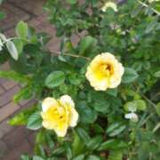 ヒメ日記 2025/10/07 20:34 投稿 佐々岡雪菜 五十路マダムエクスプレス横浜店（カサブランカグループ）