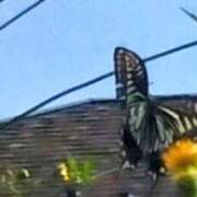 ヒメ日記 2025/10/08 11:24 投稿 佐々岡雪菜 五十路マダムエクスプレス横浜店（カサブランカグループ）