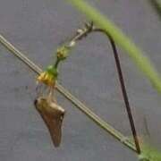 ヒメ日記 2025/10/09 13:52 投稿 佐々岡雪菜 五十路マダムエクスプレス横浜店（カサブランカグループ）