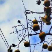 ヒメ日記 2025/10/10 21:54 投稿 佐々岡雪菜 五十路マダムエクスプレス横浜店（カサブランカグループ）