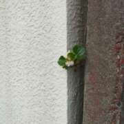 ヒメ日記 2025/10/11 08:34 投稿 佐々岡雪菜 五十路マダムエクスプレス横浜店（カサブランカグループ）