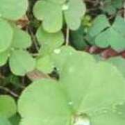 ヒメ日記 2025/10/11 13:42 投稿 佐々岡雪菜 五十路マダムエクスプレス横浜店（カサブランカグループ）