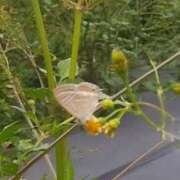 ヒメ日記 2025/10/12 07:20 投稿 佐々岡雪菜 五十路マダムエクスプレス横浜店（カサブランカグループ）