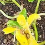 ヒメ日記 2025/10/13 07:28 投稿 佐々岡雪菜 五十路マダムエクスプレス横浜店（カサブランカグループ）