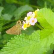 ヒメ日記 2025/10/13 19:58 投稿 佐々岡雪菜 五十路マダムエクスプレス横浜店（カサブランカグループ）