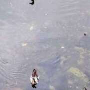 ヒメ日記 2025/10/14 09:30 投稿 佐々岡雪菜 五十路マダムエクスプレス横浜店（カサブランカグループ）