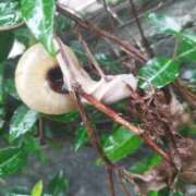 ヒメ日記 2025/10/15 16:18 投稿 佐々岡雪菜 五十路マダムエクスプレス横浜店（カサブランカグループ）