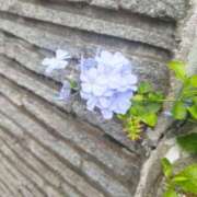 ヒメ日記 2025/10/18 21:36 投稿 佐々岡雪菜 五十路マダムエクスプレス横浜店（カサブランカグループ）