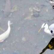 ヒメ日記 2025/10/21 20:30 投稿 佐々岡雪菜 五十路マダムエクスプレス横浜店（カサブランカグループ）