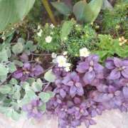 ヒメ日記 2025/10/23 11:24 投稿 佐々岡雪菜 五十路マダムエクスプレス横浜店（カサブランカグループ）