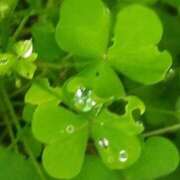 ヒメ日記 2025/10/26 17:26 投稿 佐々岡雪菜 五十路マダムエクスプレス横浜店（カサブランカグループ）