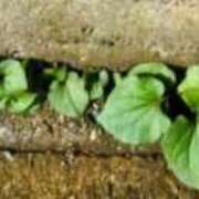 ヒメ日記 2025/10/29 17:40 投稿 佐々岡雪菜 五十路マダムエクスプレス横浜店（カサブランカグループ）