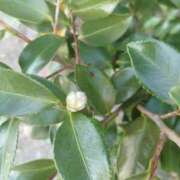 ヒメ日記 2025/10/30 10:40 投稿 佐々岡雪菜 五十路マダムエクスプレス横浜店（カサブランカグループ）