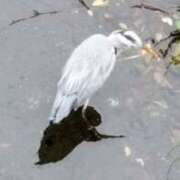 ヒメ日記 2025/10/31 21:12 投稿 佐々岡雪菜 五十路マダムエクスプレス横浜店（カサブランカグループ）